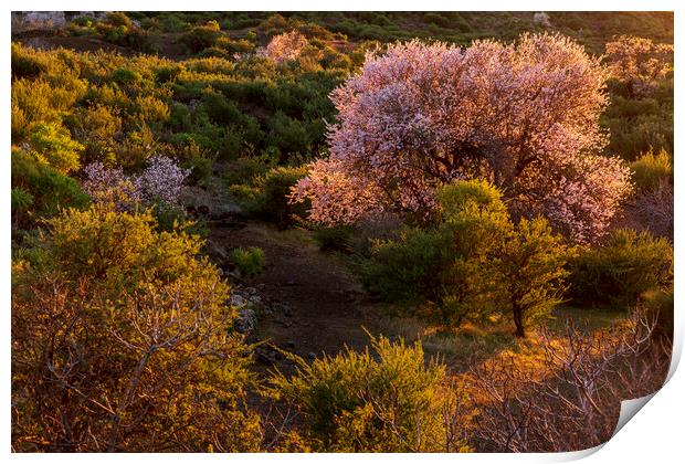 Almond trees in blossom  Print by Phil Crean