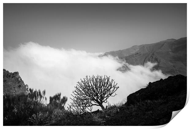 Cloud and shrub on mountain ridge Print by Phil Crean