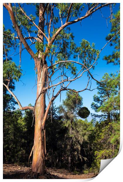 Eucalyptus tree, Tenerife Print by Phil Crean