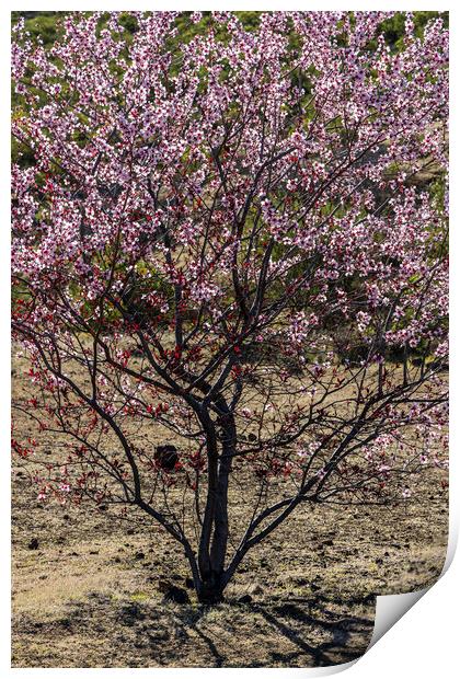 Pink almond blossom, Tenerife Print by Phil Crean