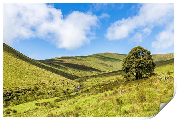 Galtee mountains tree, County Limerick, Ireland Print by Phil Crean