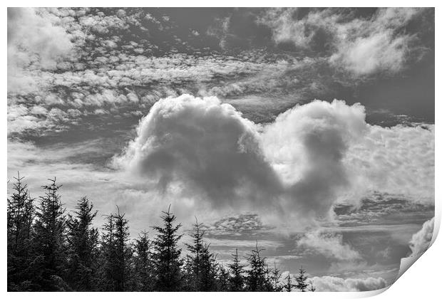 Cloudscape over fir trees Print by Phil Crean