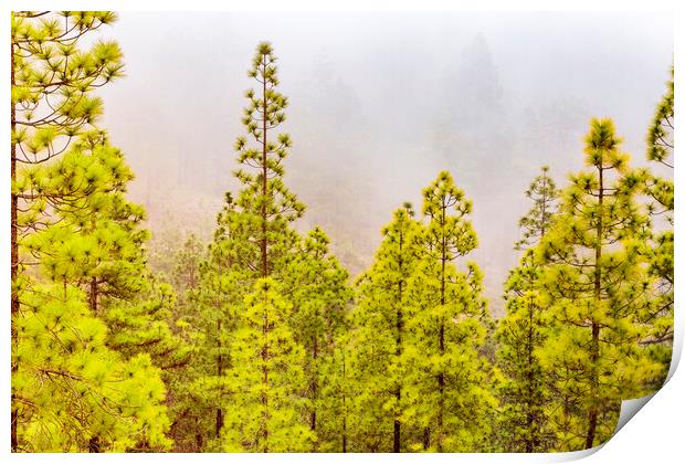 Misty day in the Tenerife pine forests Print by Phil Crean