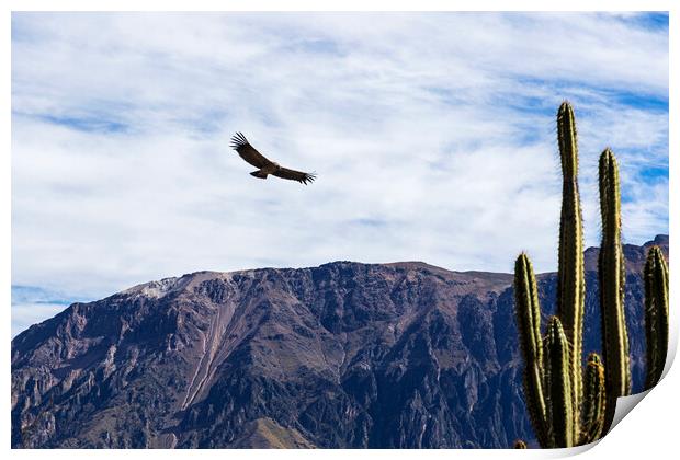 Condor soaring over the Andes, Peru Print by Phil Crean