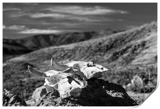 Bleached cattle skulls in Peru Print by Phil Crean