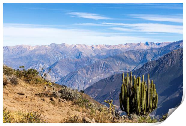 Cactus on the rim of the Colca Canyon, Peru Print by Phil Crean