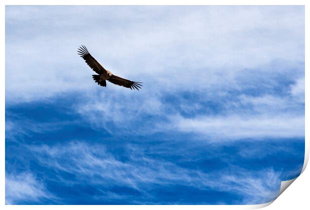 Condor flying high agains the sky, Peru Print by Phil Crean