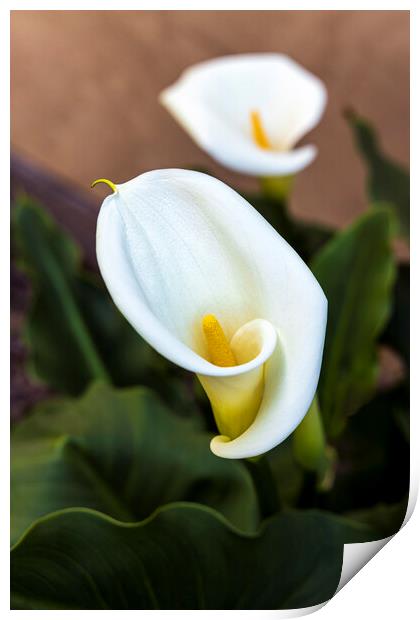 Aurum lily, or, Calla lily Print by Phil Crean