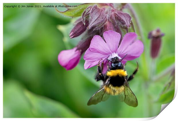 English Wild Flowers - Red Campion with bee Print by Jim Jones