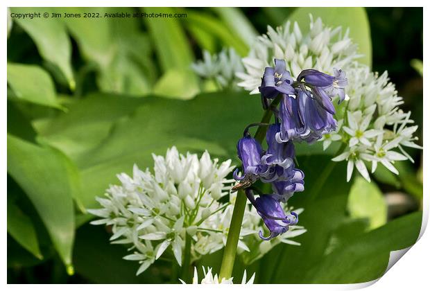 English Wild Flowers - Bluebell and Wild Garlic Print by Jim Jones