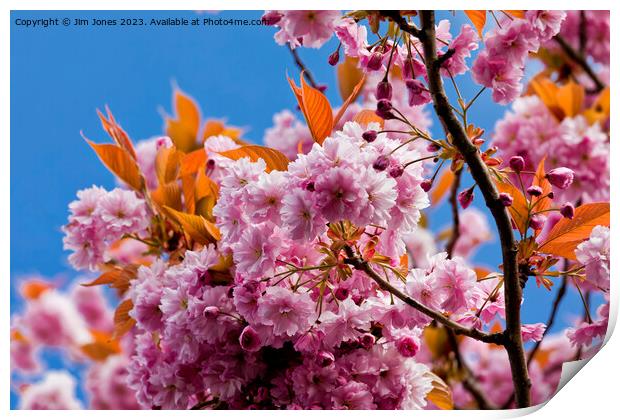 Blue sky and pink blossom Print by Jim Jones