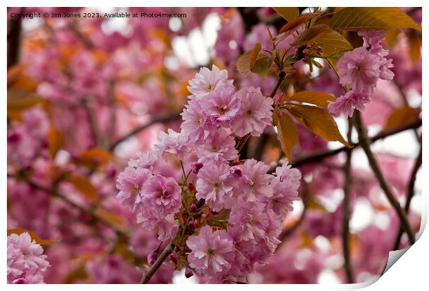 Pink Cherry Blossom and Copper Leaves Print by Jim Jones