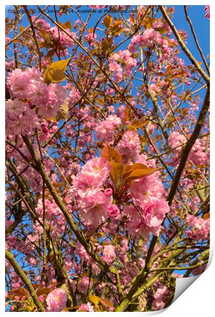 Sunlit Cherry Blossom Print by Jim Jones
