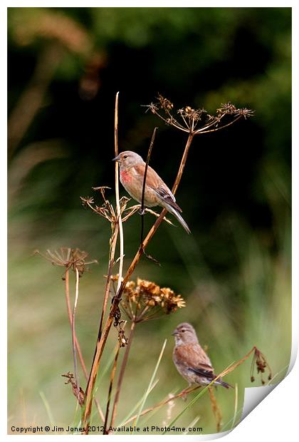 Lively Linnets in Northumberland Print by Jim Jones