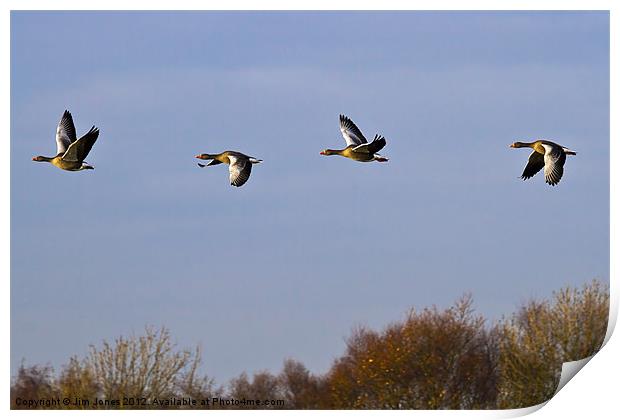 Greylag Geese (Ansur Ansur) in flight Print by Jim Jones