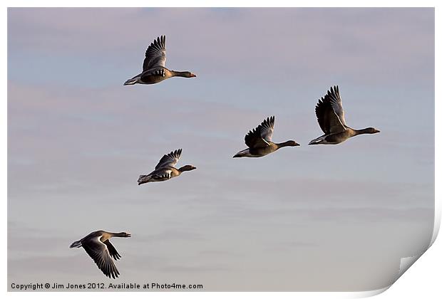 Greylag Geese (Ansur Ansur) in flight (2) Print by Jim Jones