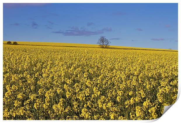 Yellow as far as the eye can see Print by Jim Jones