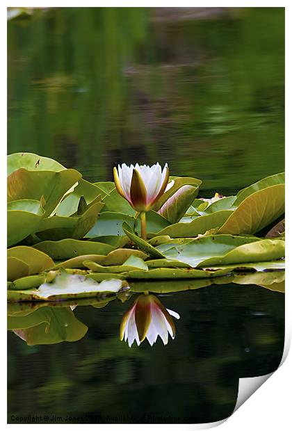 Water Lily reflection Print by Jim Jones