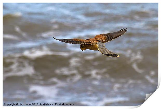 Kestrel hovering (Falco tinnulculus) Print by Jim Jones