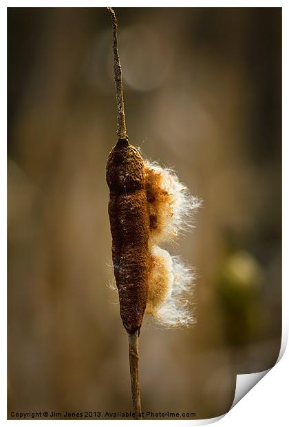 Bulrush in morning sunshine Print by Jim Jones