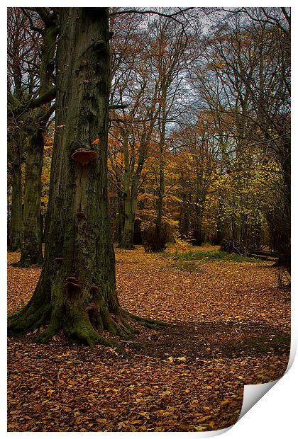 Woodland in Autumn Print by Jim Jones