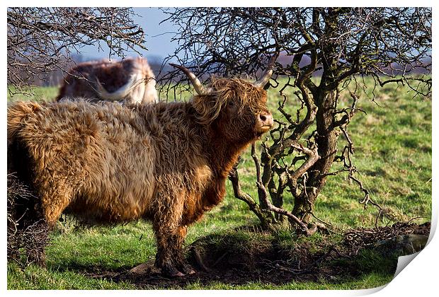 Highland cattle and a gnarled tree Print by Jim Jones