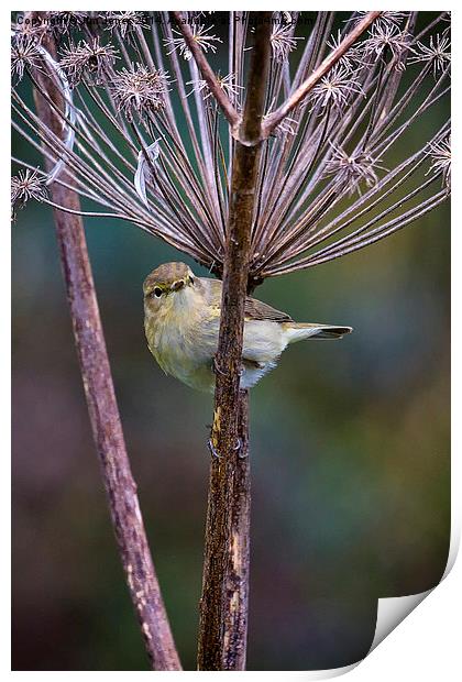  Young Willow Warbler Print by Jim Jones