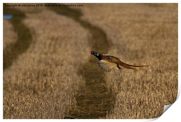  Pheasant in flight Print by Jim Jones