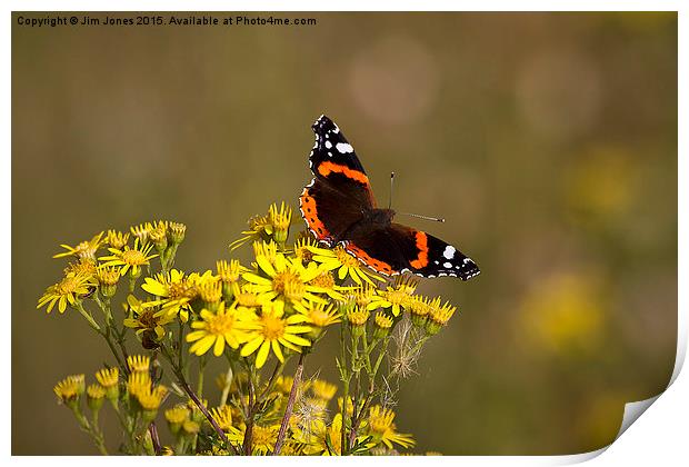  Red Admiral butterfly Print by Jim Jones