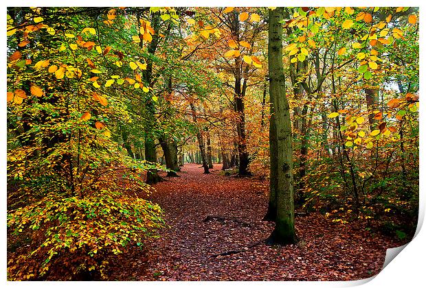  Autumn Woodland Print by Jim Jones