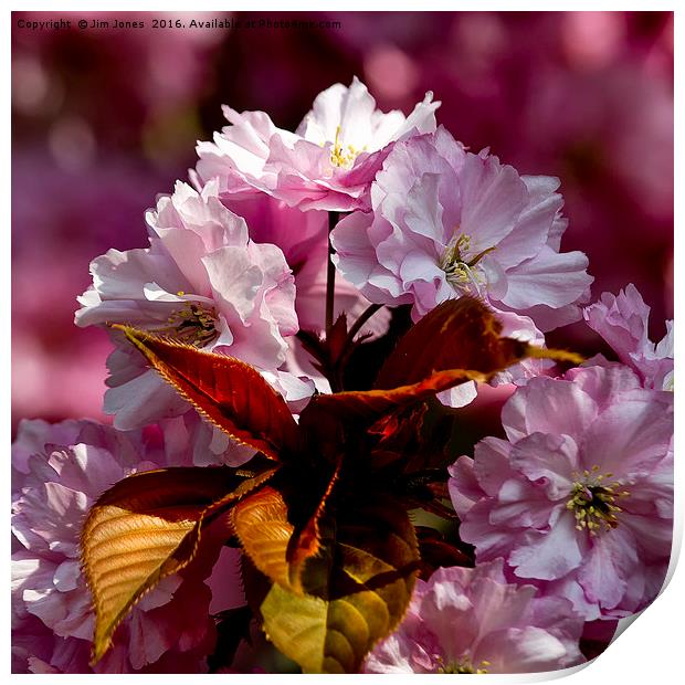 Copper Leaves and Cherry Blossom Print by Jim Jones