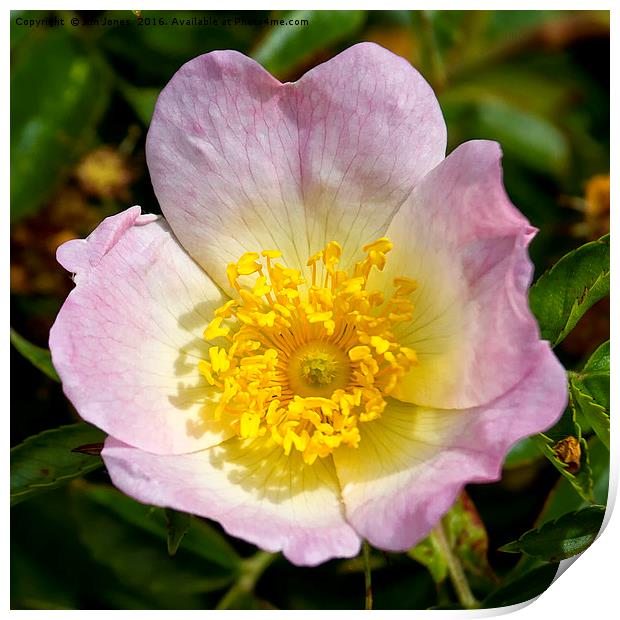 The sweet scented English Dog Rose Print by Jim Jones