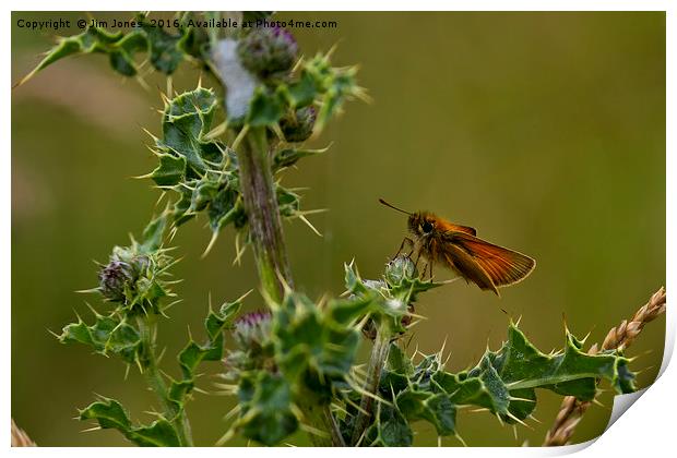 Butterfly on thistle Print by Jim Jones