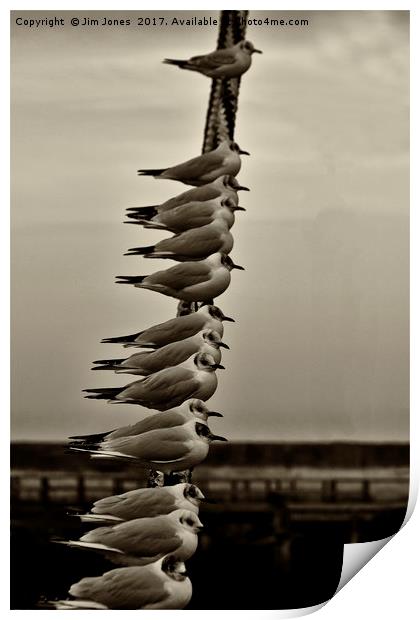 14 Seagulls Print by Jim Jones