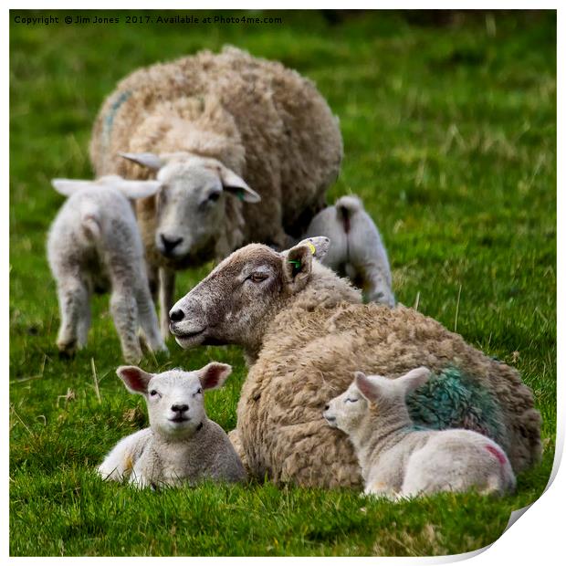 Spring lambs Print by Jim Jones