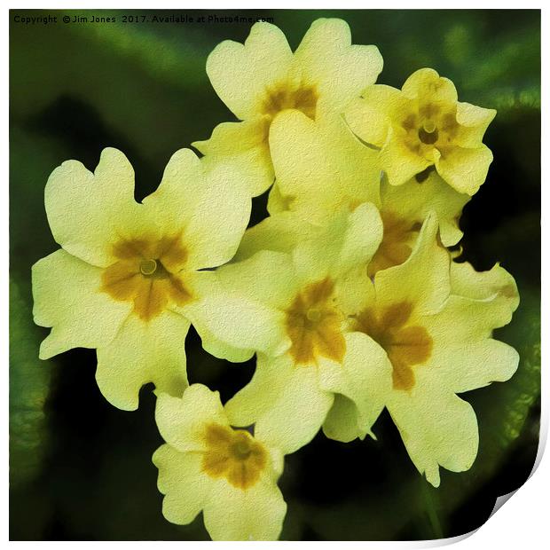 Pastel Primrose Print by Jim Jones