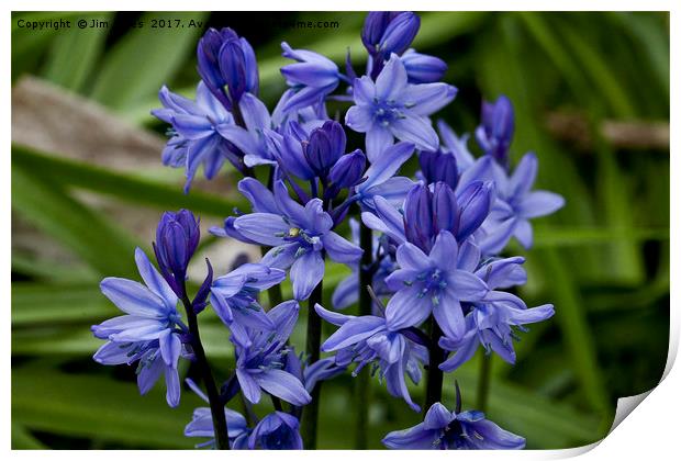 English Bluebells Print by Jim Jones