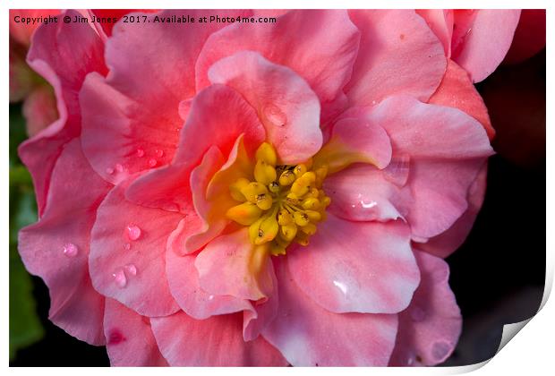 Blooming Beautiful Begonia Print by Jim Jones