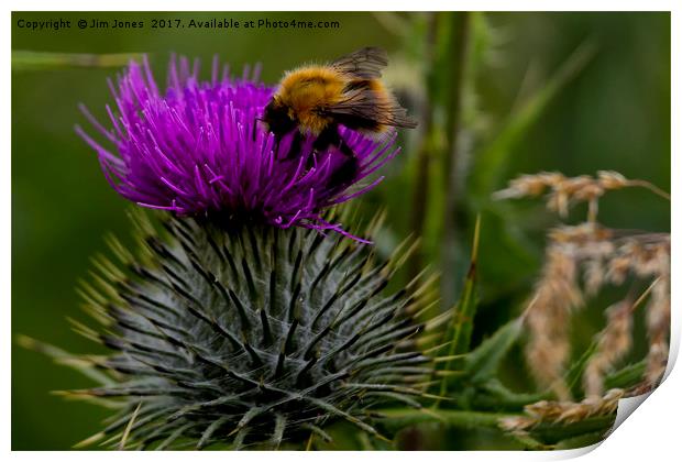 Thistle do! Print by Jim Jones