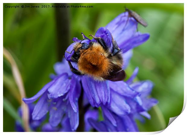 Bumble Bee and Bluebells Print by Jim Jones