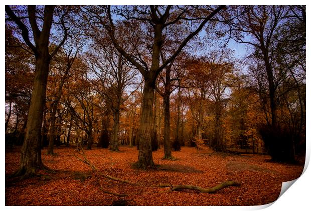 Autumn Woodland Print by Jim Jones