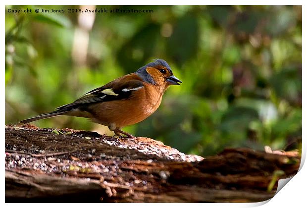 Chirpy Chaffinch Print by Jim Jones