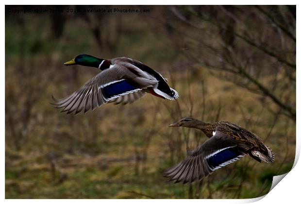 Mallard Ducks in flight Print by Jim Jones