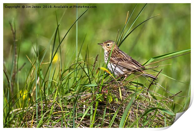 Meadow Pipit Print by Jim Jones