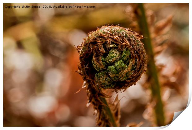 Coiled fern frond Print by Jim Jones