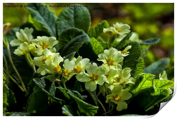 Primroses in springtime Print by Jim Jones