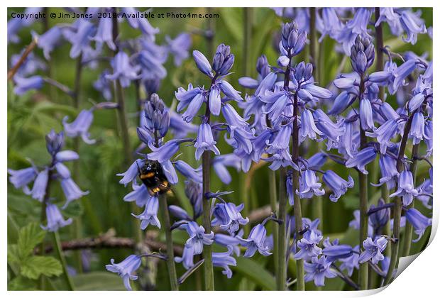 English Bluebells and a Bee Print by Jim Jones