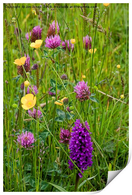 English Wild Flower Meadow Print by Jim Jones