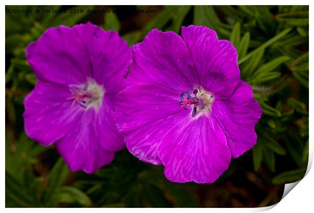 Wild Geraniums Print by Jim Jones