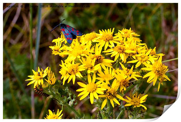 Insects on Common Ragwort Print by Jim Jones